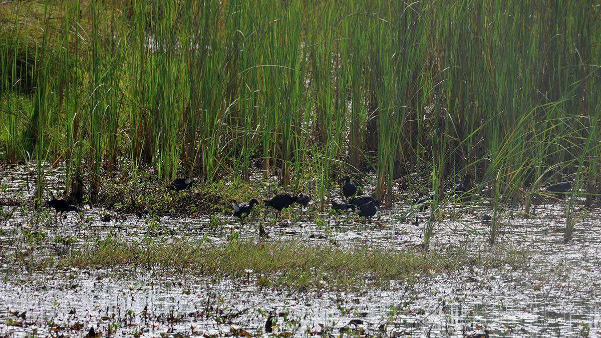 Purple Swamphen